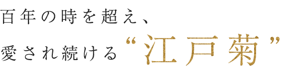 百年の時を超え、愛され続ける江戸菊